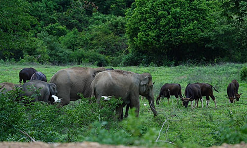 Wild Elephant and Gaur Viewing at Kui Buri National Park