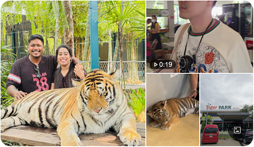 Tiger Park Pattaya
